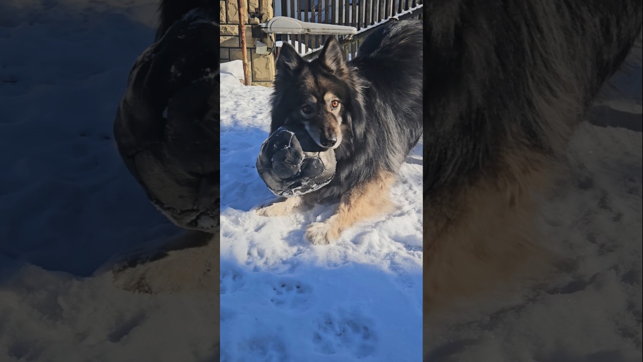 chce się bawić, ale piłeczki nie odda 🤣 #cutedog #franek #loveyou