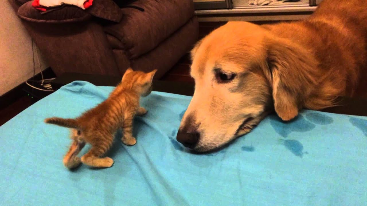 Introducing New Kitten to the Dog
