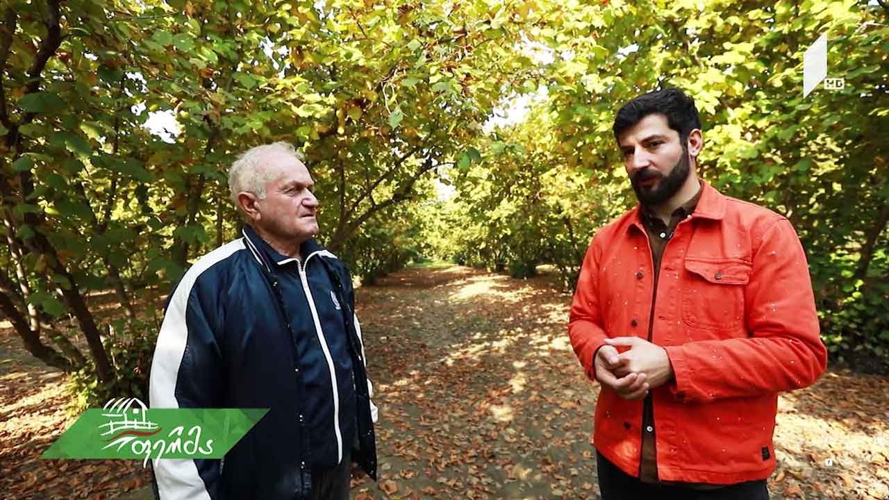 #ფერმა ასაკოვანი ფერმერის თხილისა და ჟოლოს ბაღები ლაგოდეხში
