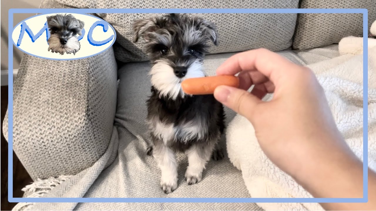 미국 일상 | 슈나우져 일상 | 모츠 첫 눈 | 슈나우져 목욕 | Daily Moc | Miniature Schnauzer | 15 week old puppy | EP0047.