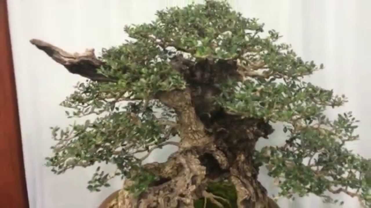 US National Bonsai Exhibition - 2014