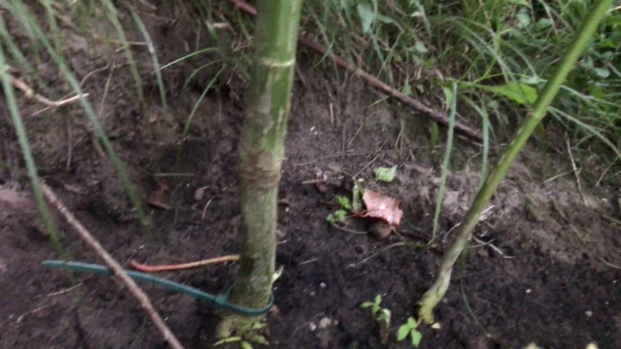 Cannabis Grow August 8 2017