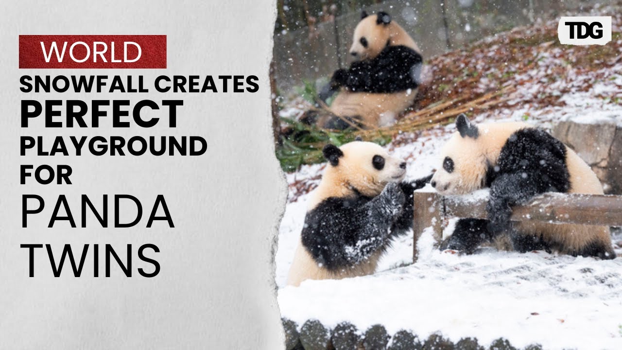 Giant Panda Twins Delight Visitors While Frolicking Joyfully in Harbin&rsquo;s Snowy Winter