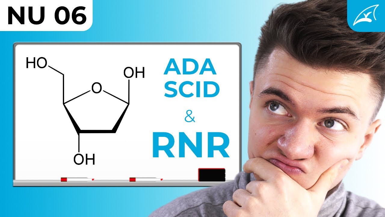 Ribonukleotidreduktase & ADA-SCID - einfach erklärt! // Herstellung der Desoxynukleotide für DNA