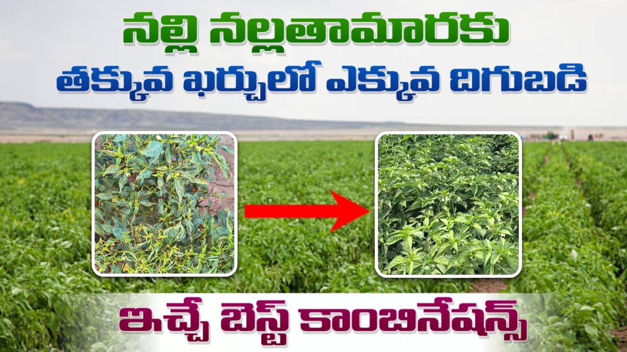 మిరపలో నల్లి, తామర, ఎర్రనల్లి 100% కంట్రోల్ | తక్కువ ఖర్చు బెస్ట్ మందు కాంబినేషన్ | High Yield Chili
