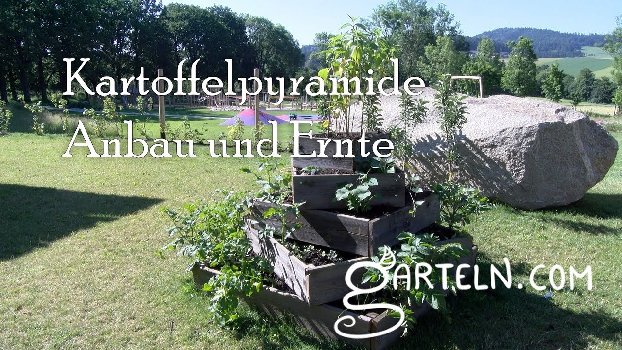 Anbau und Ernte bei der Kartoffelpyramide