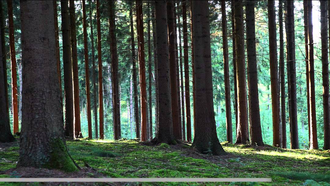 Der Reichswald - ein Wald mit langer Geschichte