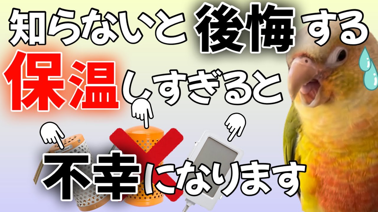 インコにヒーターは必要なし！保温間違えると寿命縮めます！