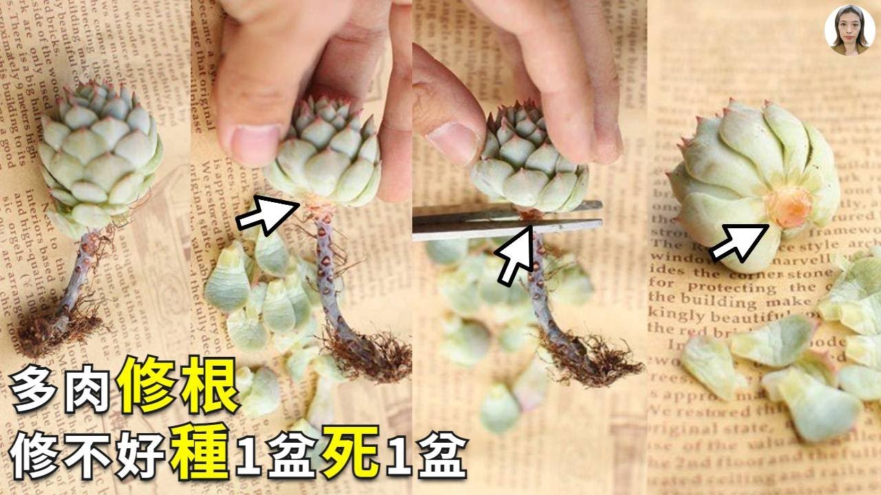 多肉植物修根，修错了，种100盆死100盆| Succulent Cuttings Root|花花世界