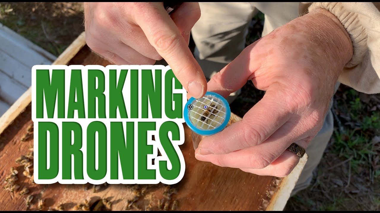 Marking Drones & Saving Queens, Practice on How to Mark a Queen Bee