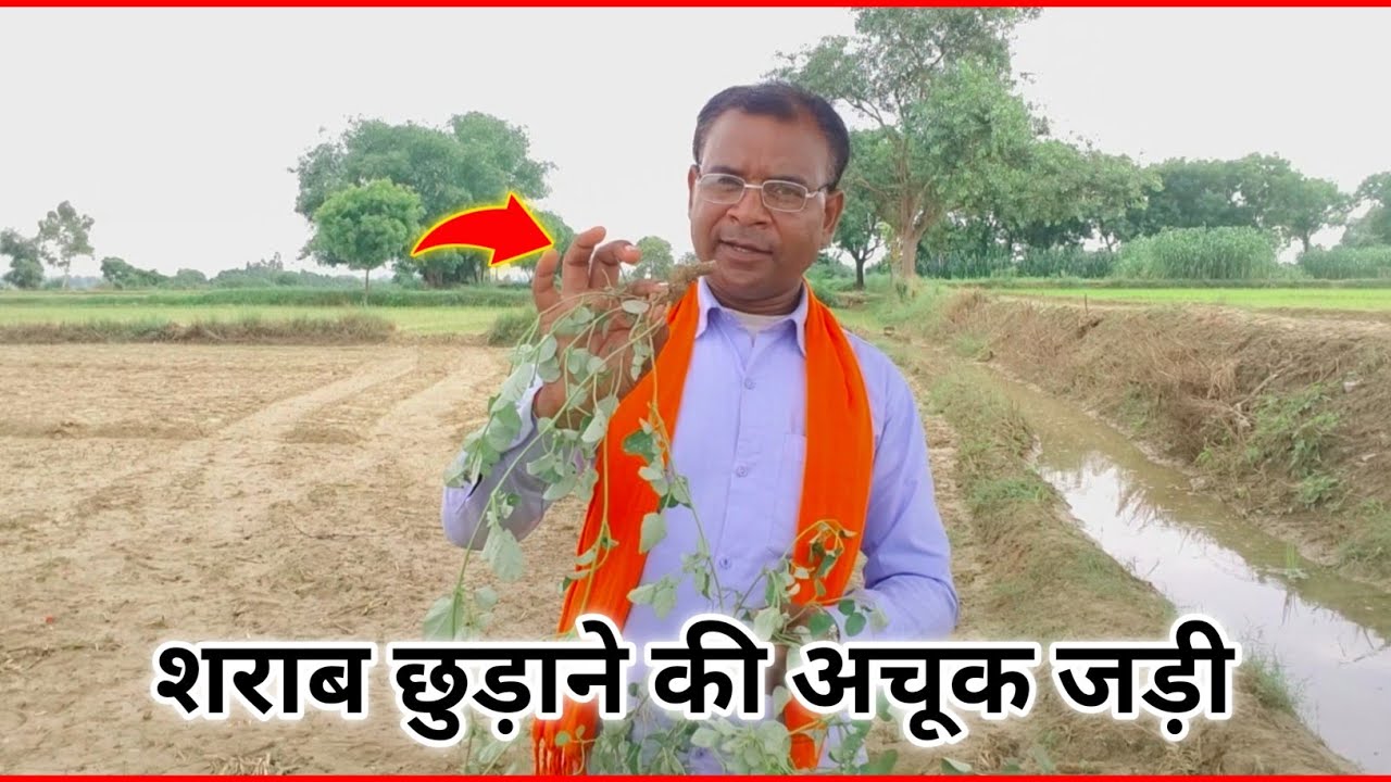 सिर्फ पानी में घोलकर पिला दो // शराब पीने की लत छूट जाएगी! गारंटी है