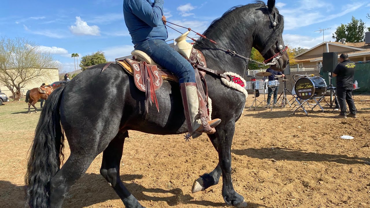 DANCING HORSES AT THE MEXICAN  FESTIVAL
