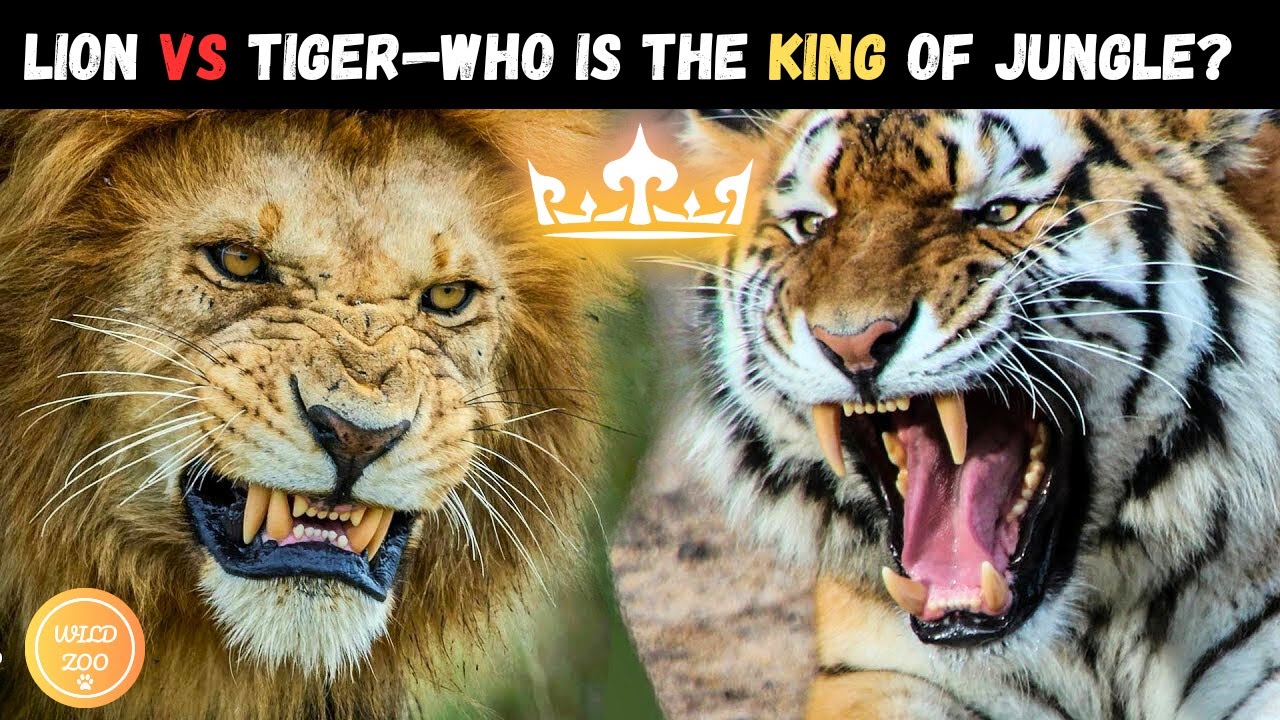 Why Lion Is the King of the Jungle, Not Tigers?