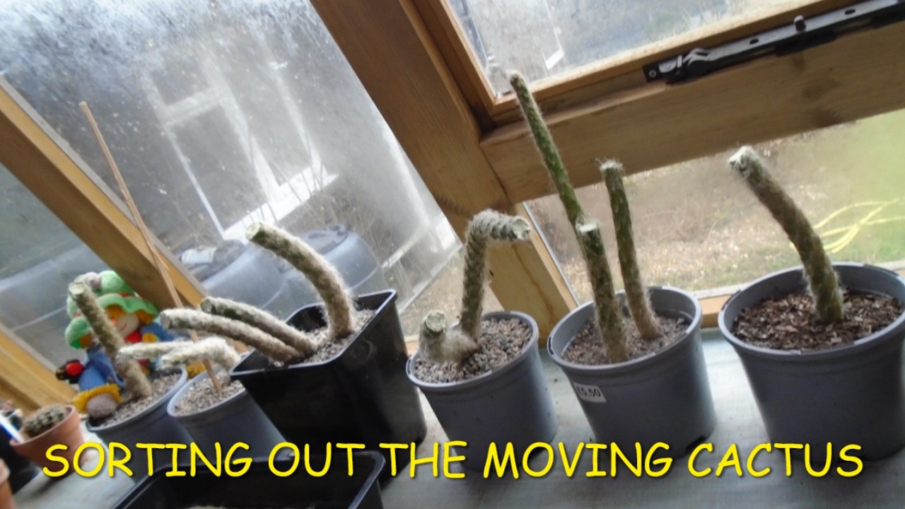 Sorting out the Moving Cactus #opuntia