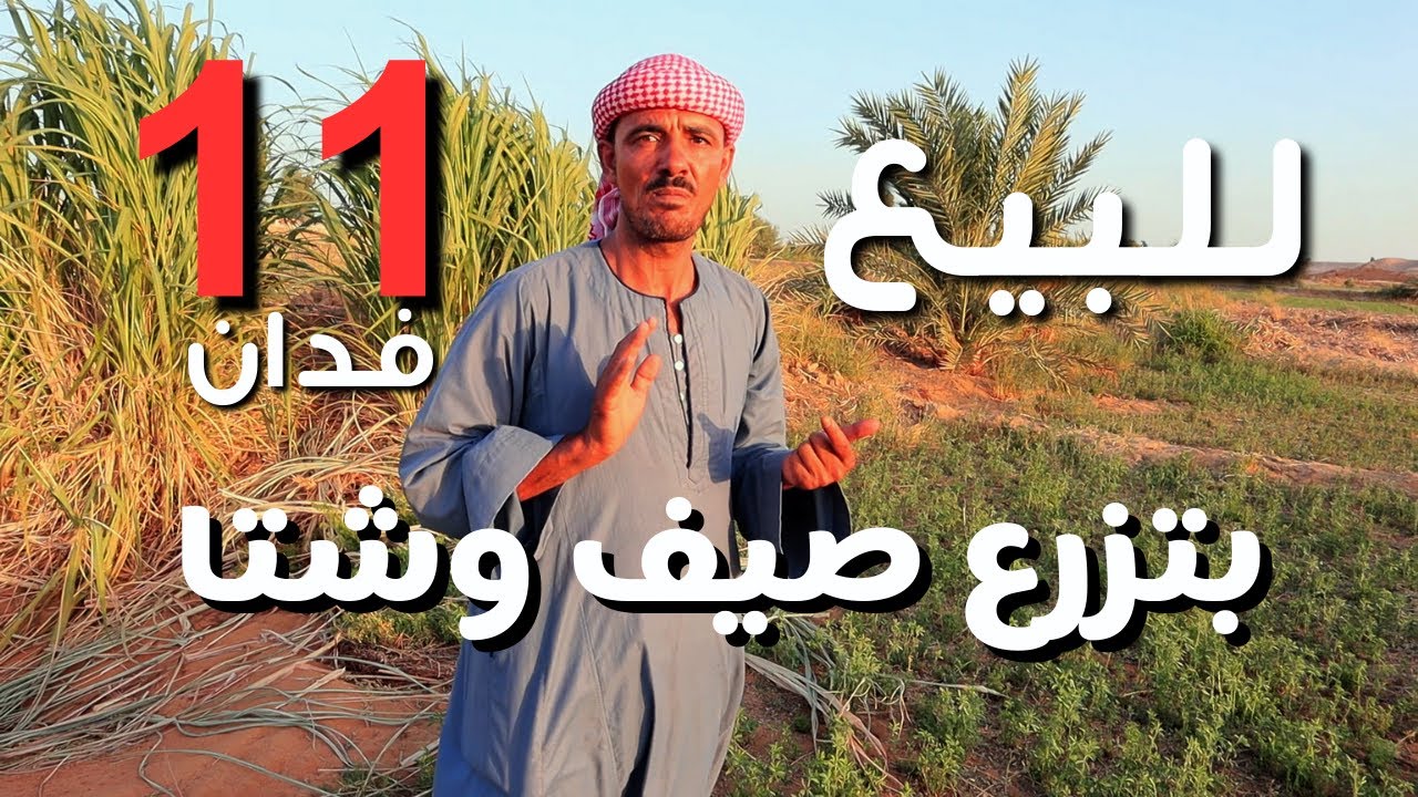 للبيع 11 فدان ارض زراعيه  بير اعماق وطاقه شمسيه تزرع صيفا وشتاء