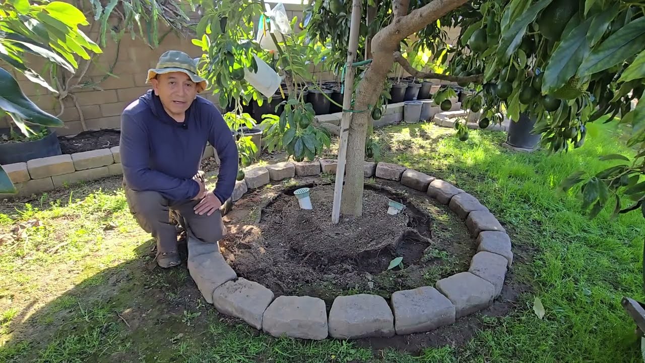 Как удобрять авокадо естественным способом.