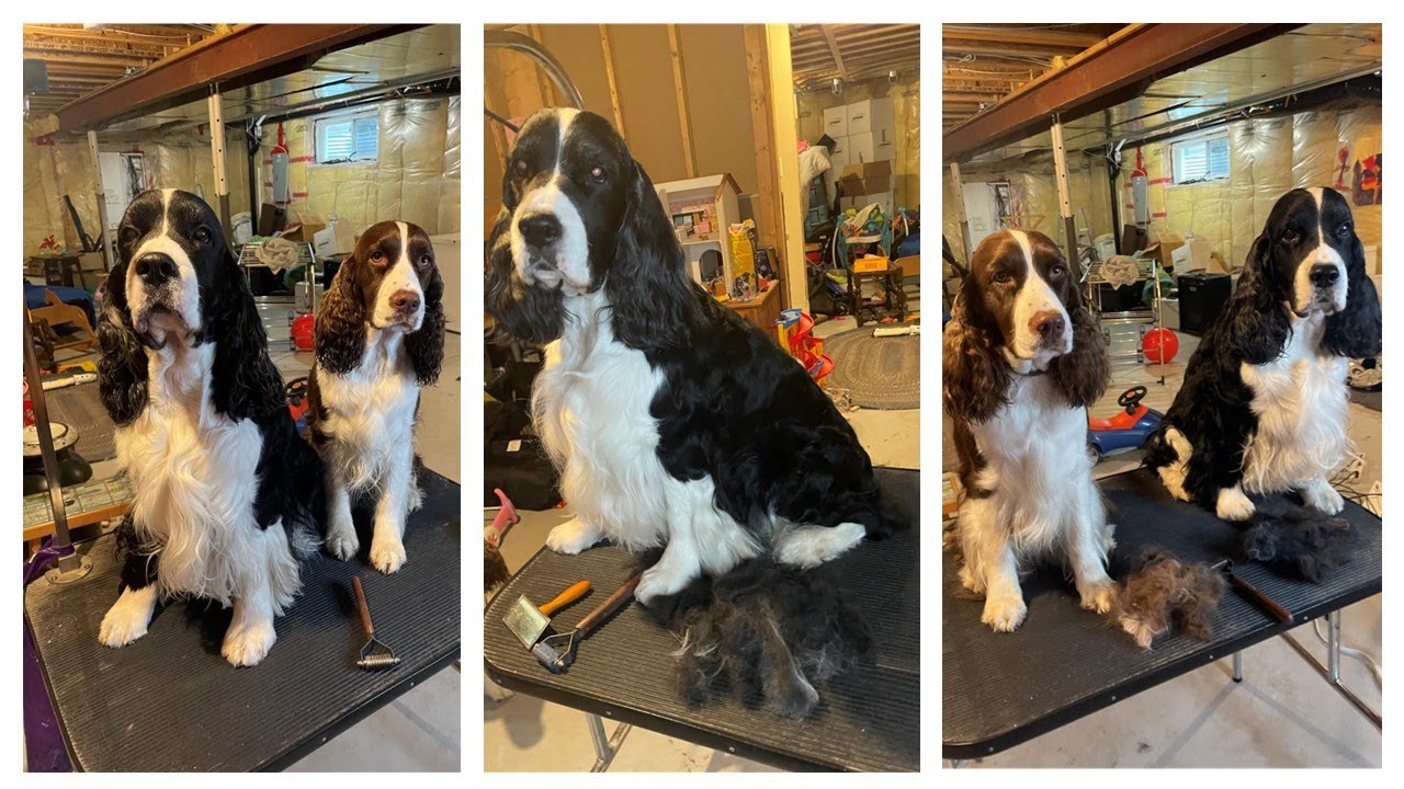 How To Use The Mars Coat King 20 blade Stripper On Your English Springer Spaniel