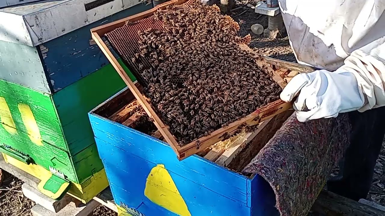 Îngrijirea albinelor , asigurarea hranei , puiet și polen