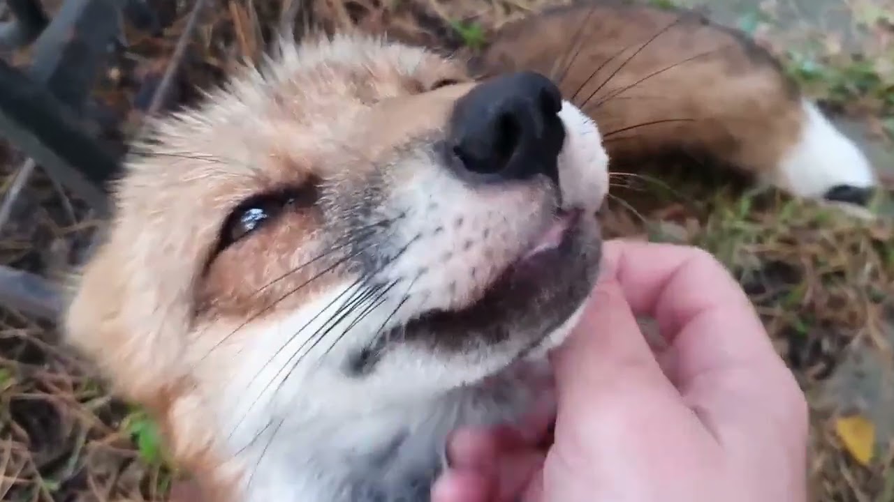 ЛиСяо. Алиса - Лиса / Прикольные Моменты с Алисой ( Сборник # 7 ) / Alice the Fox