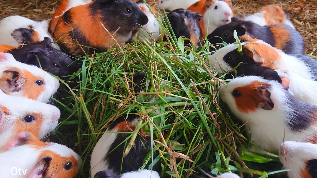Asmr guinea pig eating, cute guinea pig noises, guinea pig eating grass, cute guinea pig pets 