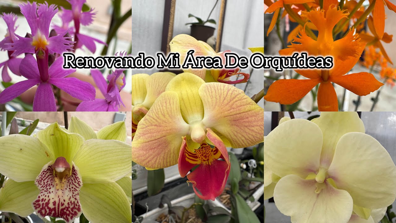 Renovando El Área De Mis Orquídeas