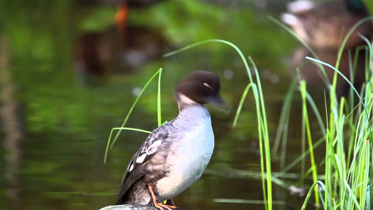 Pieni ankanpoikanen - Kipparikvartetti