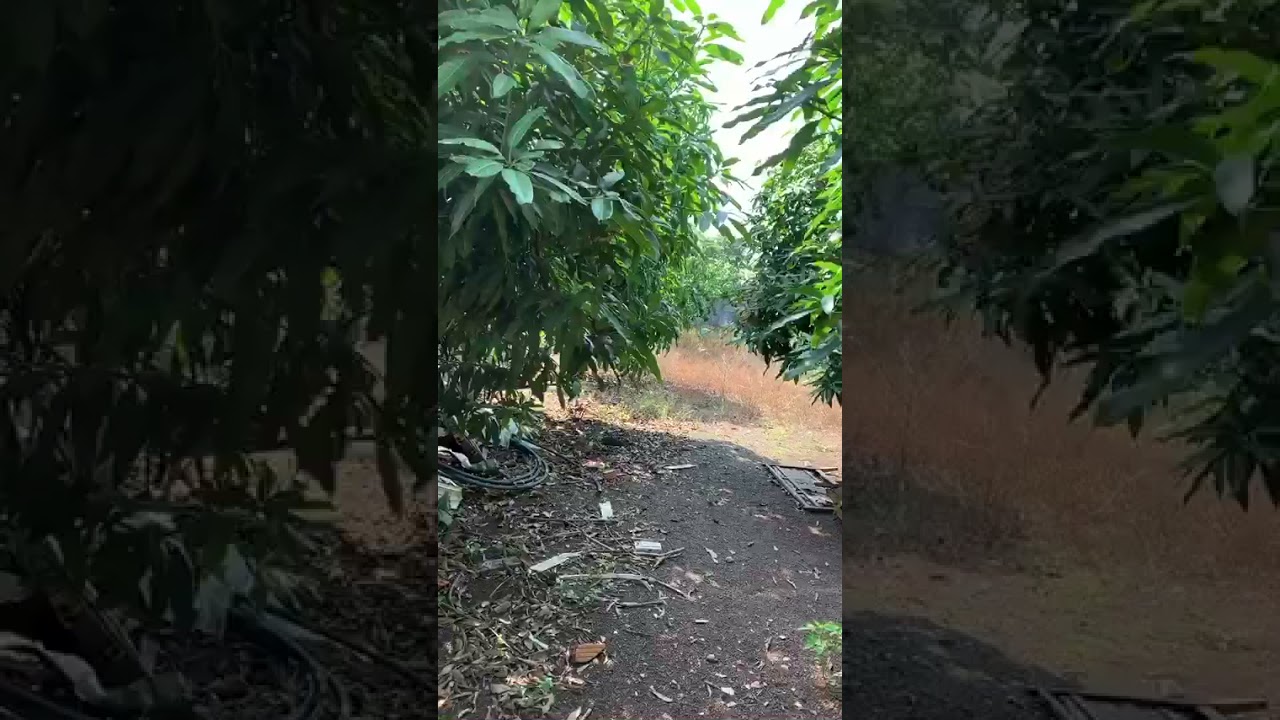 CHÍNH CHỦ CẦN BÁN ĐẤT Ở XUÂN TRƯỜNG , XUÂN LỘC ĐỒNG NAI