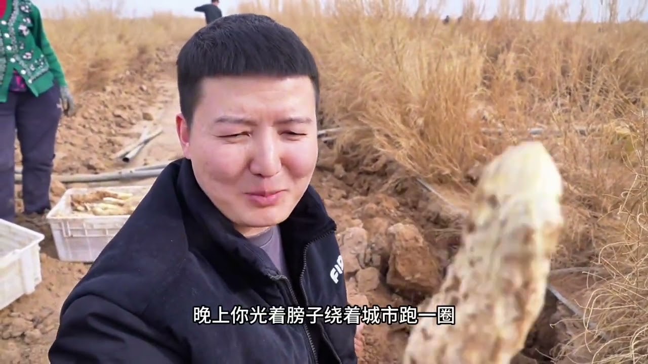 生长在梭梭树下的新疆“沙漠人参”，看当地如何采挖的，吃上效果怎样#特产美食 #冷知识 #新疆特产