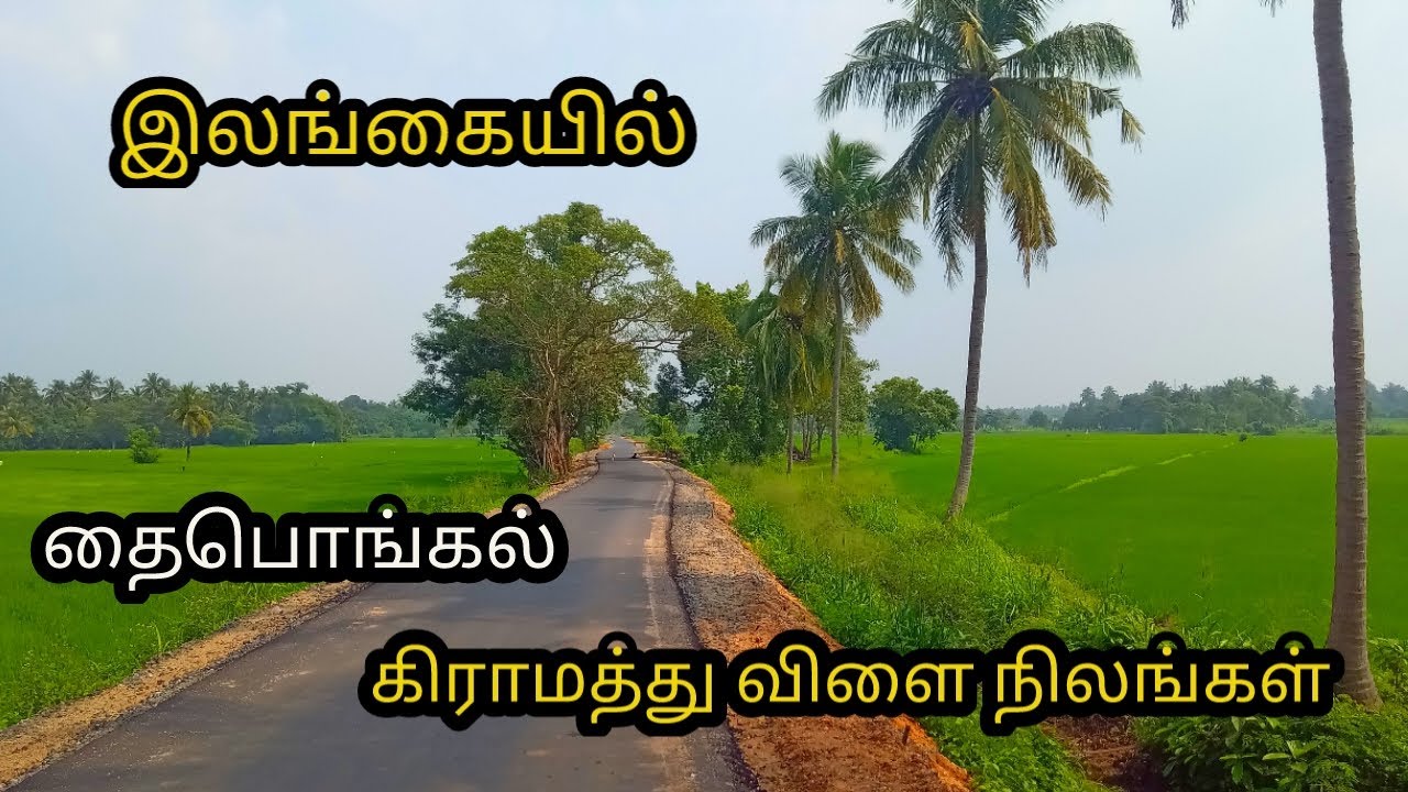 இலங்கையின் கிராமப்புறம்  வாழ்க்கை பசுமை நிறைந்தவை #srilanka