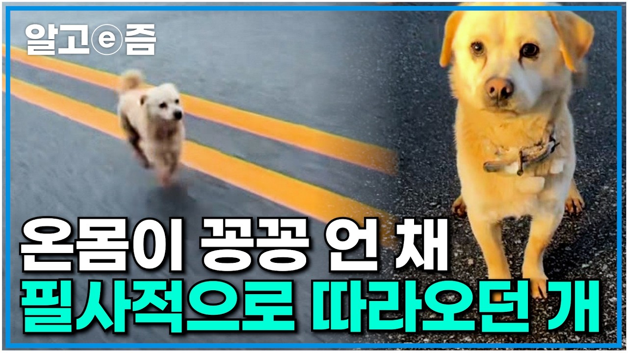 한파에 인적도 끊긴 도로에서 만난 바이크를 1km 따라와 구사일생한 유기견｜세상에 나쁜 개는 없다｜알고e즘