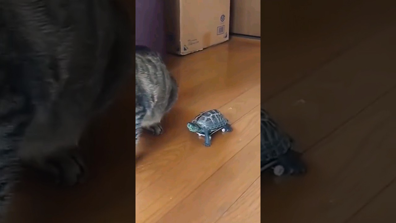 &iexcl;El gato no puede escapar de la tortuga en patinetas! 🐱🛹