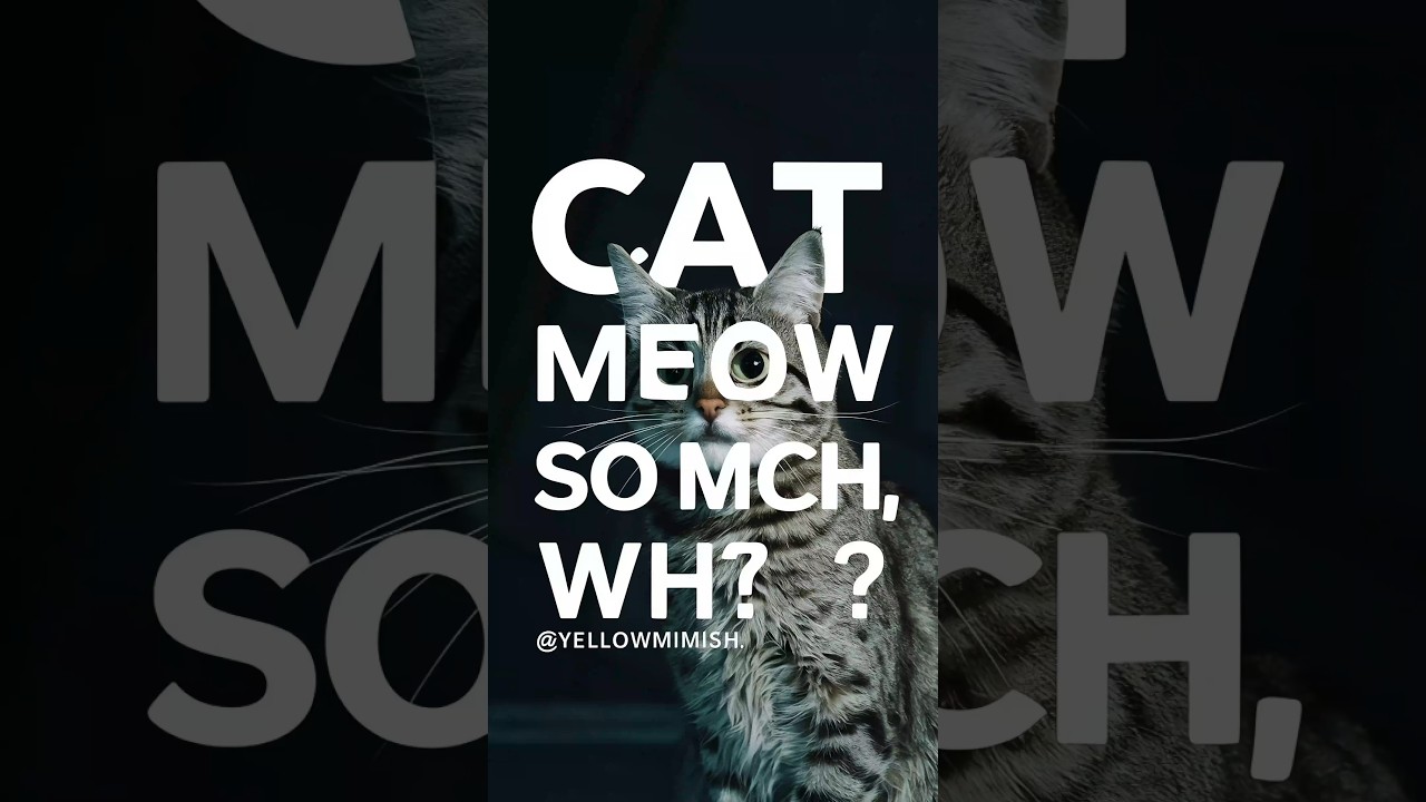 why do cats meow so much #cats #shorts #yellowmimish @cathavenlounge