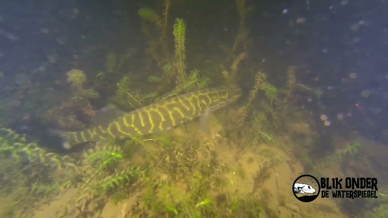 AFLEVERING 4: baars, snoek en de kleine modderkruiper