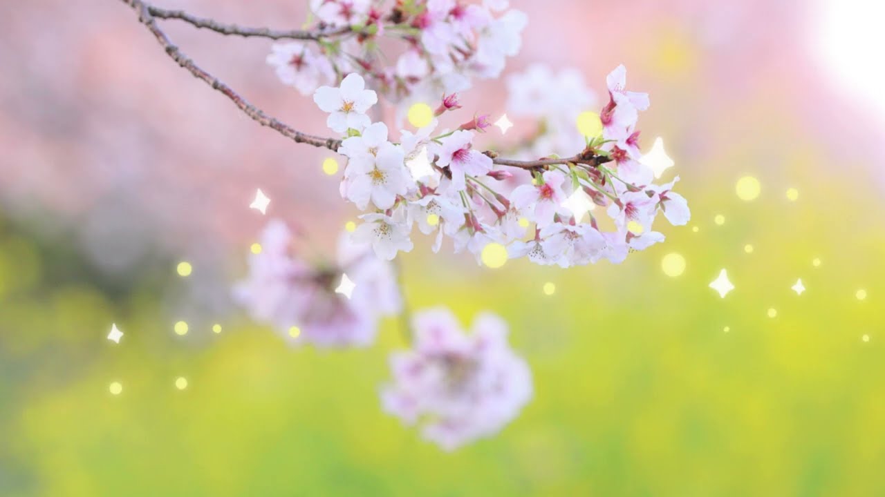 千と千尋の神隠し～いのちの名前 / 木村弓　歌ひろりん💫