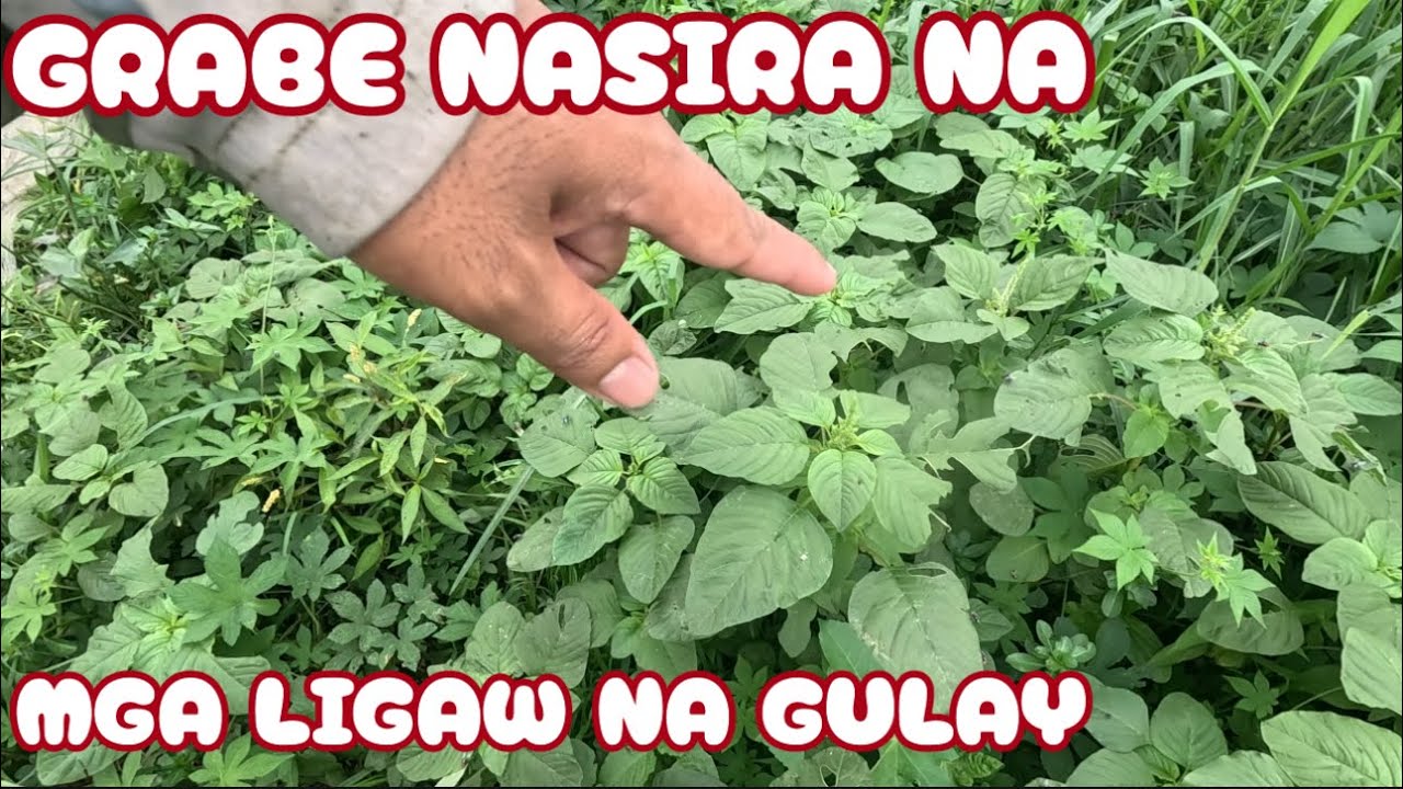 Mga kaibigan kong taiwanese na sobrang babait