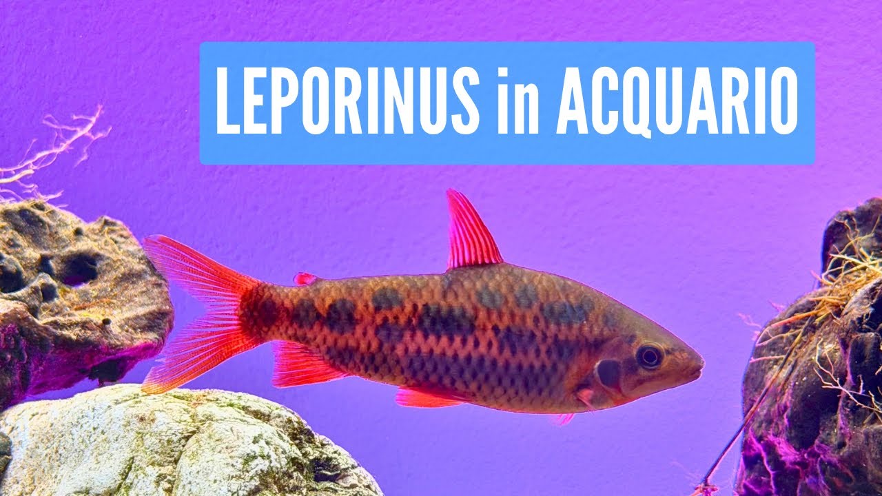 Leporinus: il pesce che non sapevi di volere 💦