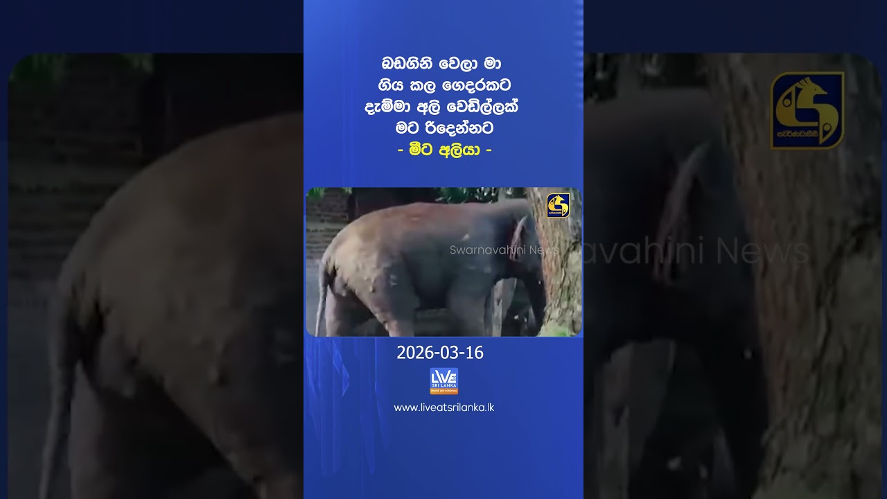 බඩගිනි වෙලා මා ගිය කල ගෙදරකට දැම්මා අලි වෙඩිල්ලක් මට රිදෙන්නට - මීට අලියා -
