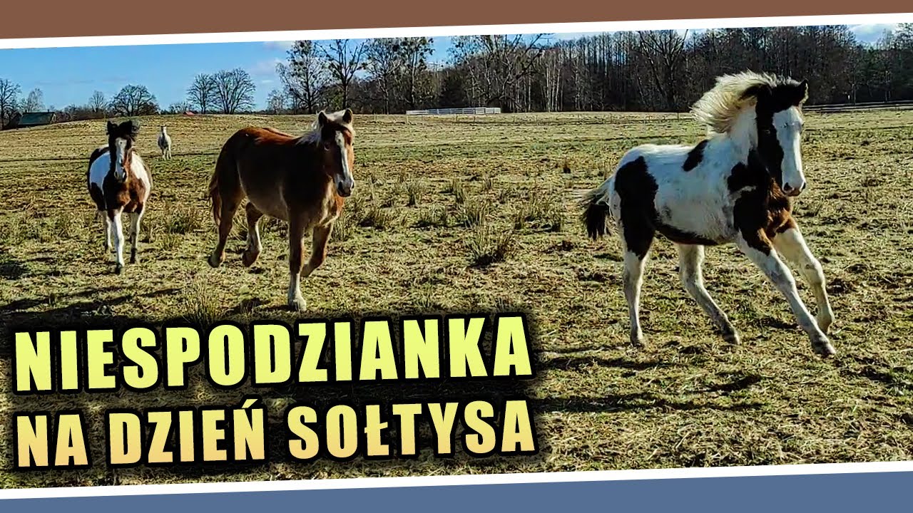 Niespodzianka na Dzień Sołtysa