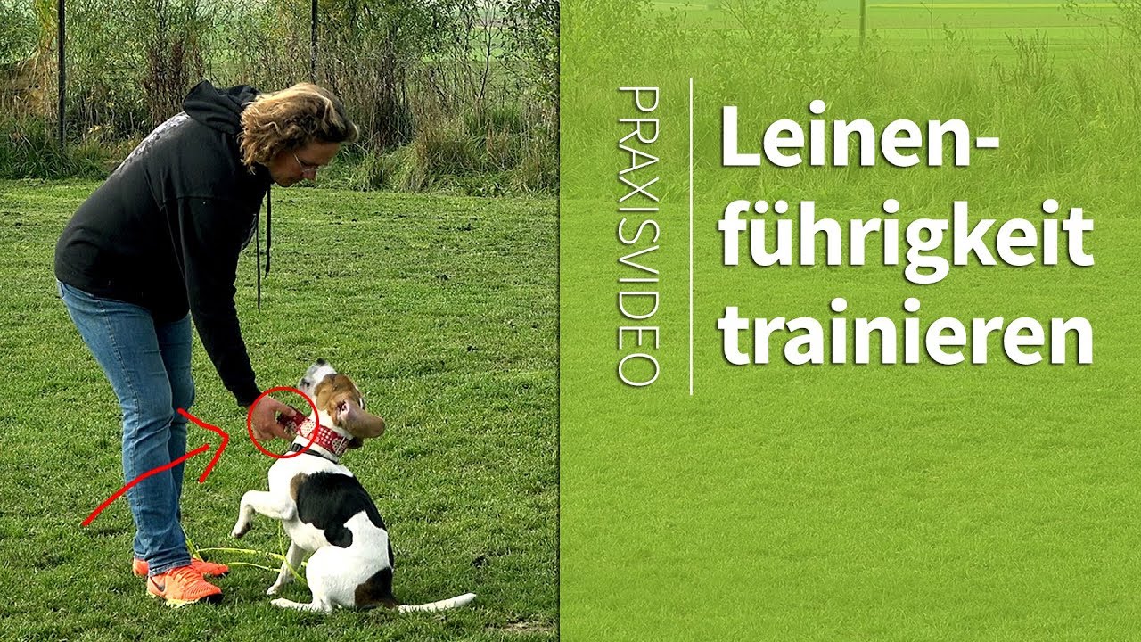 Leinenführigkeit ► 3 Denkansätze, die dir beim Leinenführigkeit Trainieren helfen! Praxisvideo!