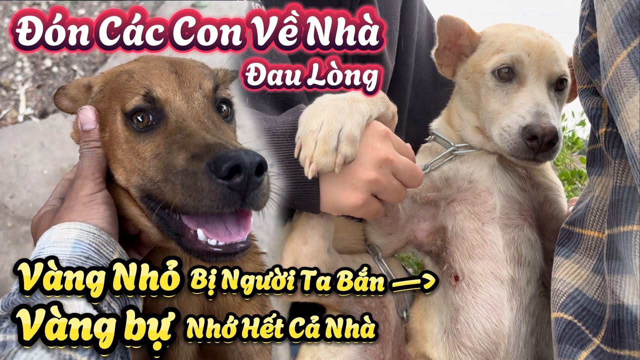 Cả 2 Đứa Đều Ốm Đi Nhiều, Vàng Nhỏ Bị Người Ta Bắn - Anh Chị Sen Đón 2 Đứa Vàng Trở Về Nhà