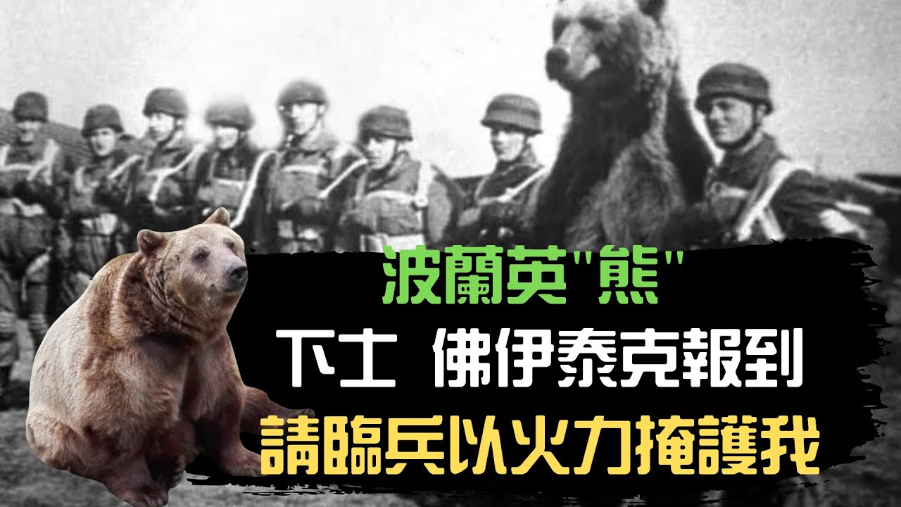 【二等兵是一隻熊？】比人類還勇猛，不怕打仗的佛伊泰克