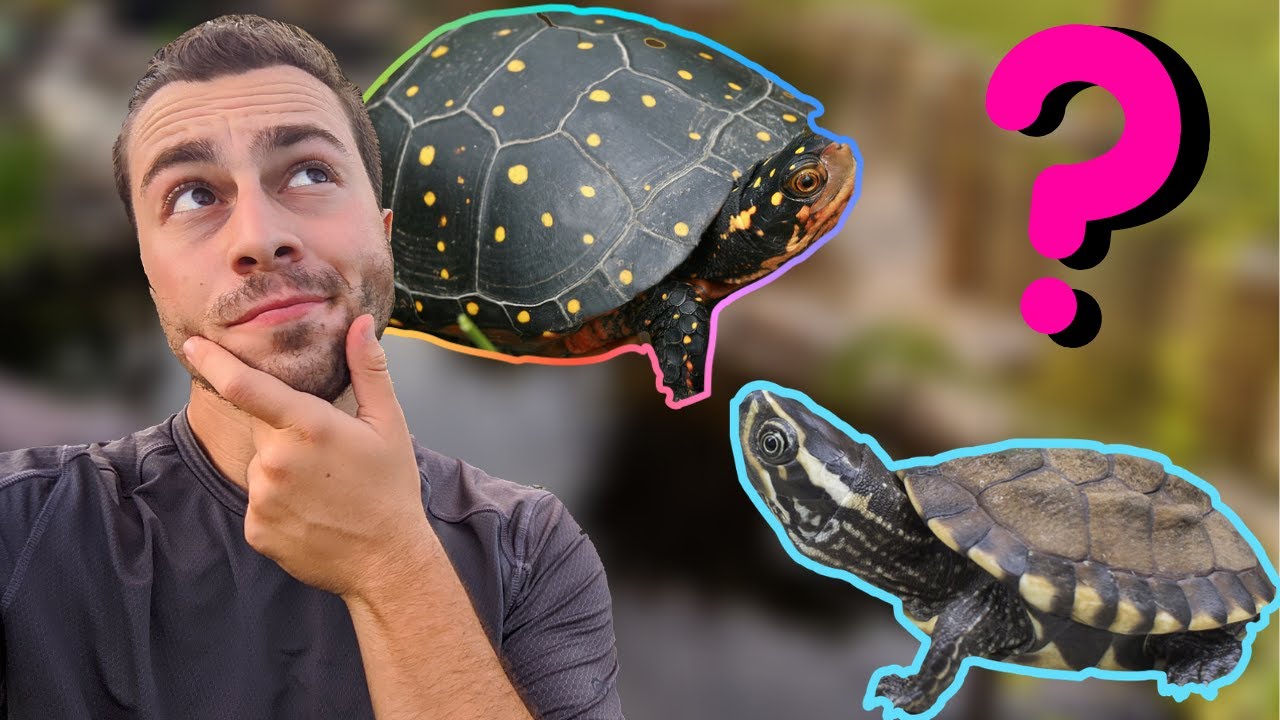 Pet Turtles That Stay SMALL!