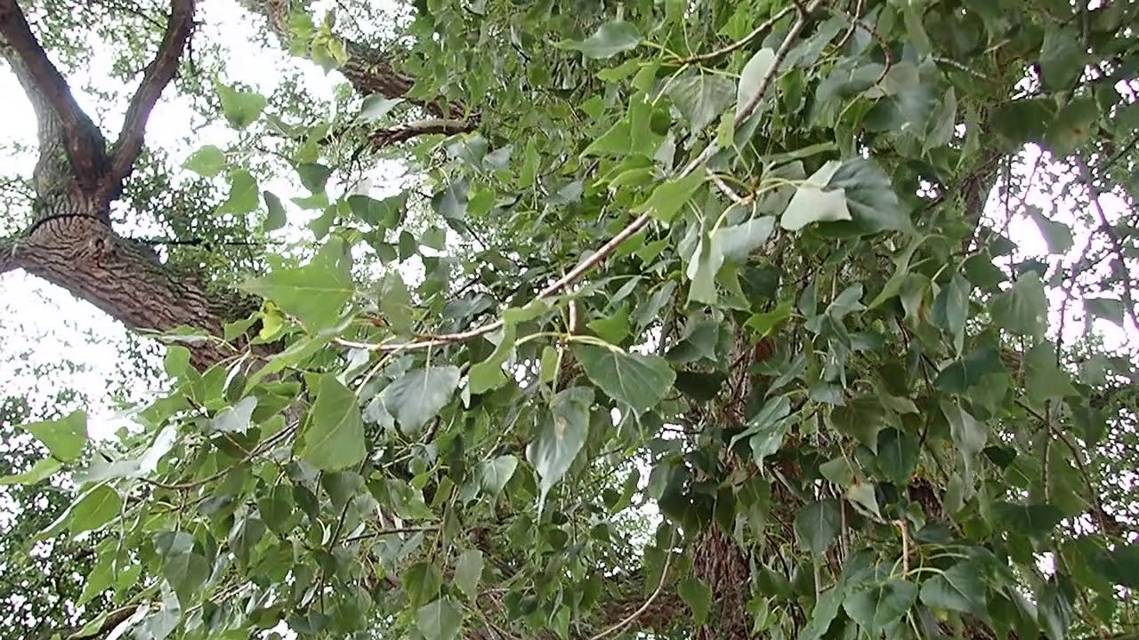 2020 Tree of the Year France - The Pouplie