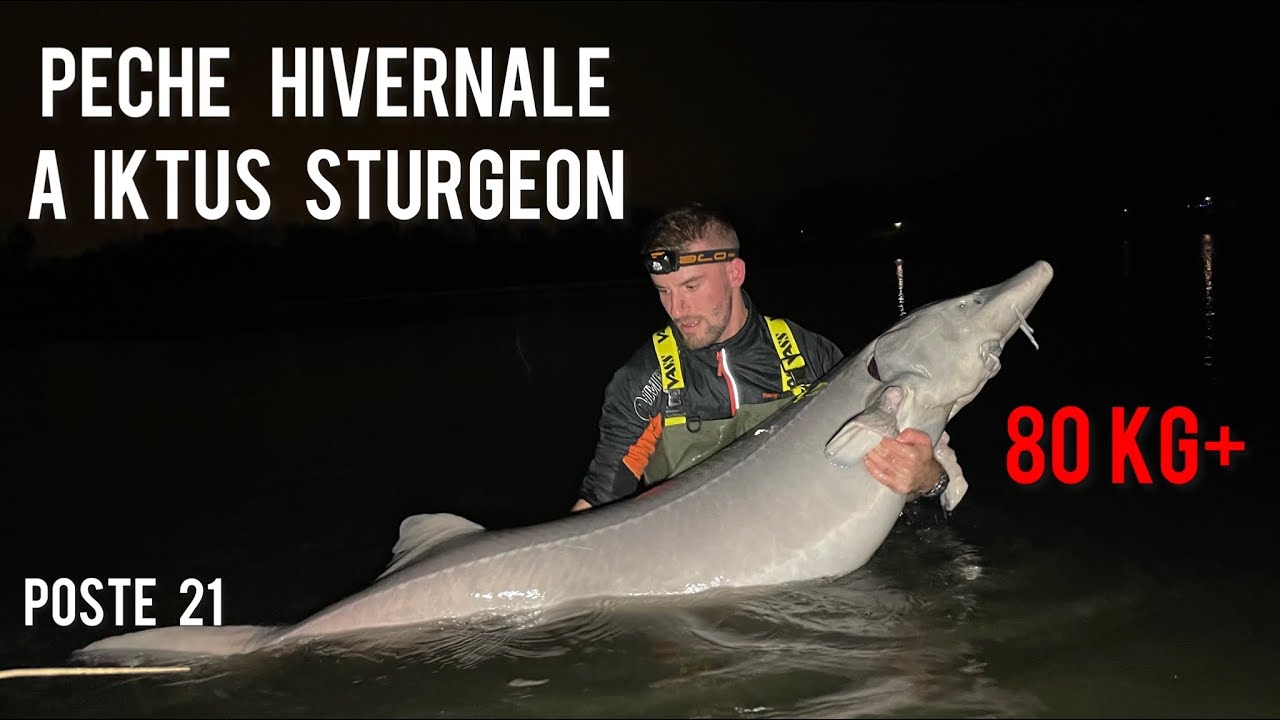 Iktus sturgeon // poste 21 // Session hivernale //