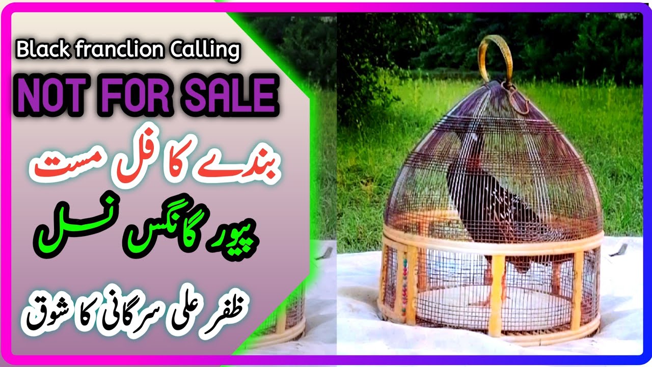 Black Francolin Gangas Sheedi Nasal | Chakri Wala Teetar | Beautiful Stylish Black Teetar