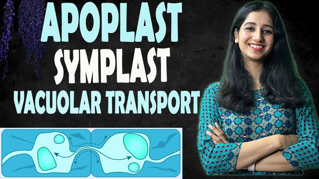 Apoplast, Symplast and Vacuolar Pathway II Plant Physiology I Transport in Plants I