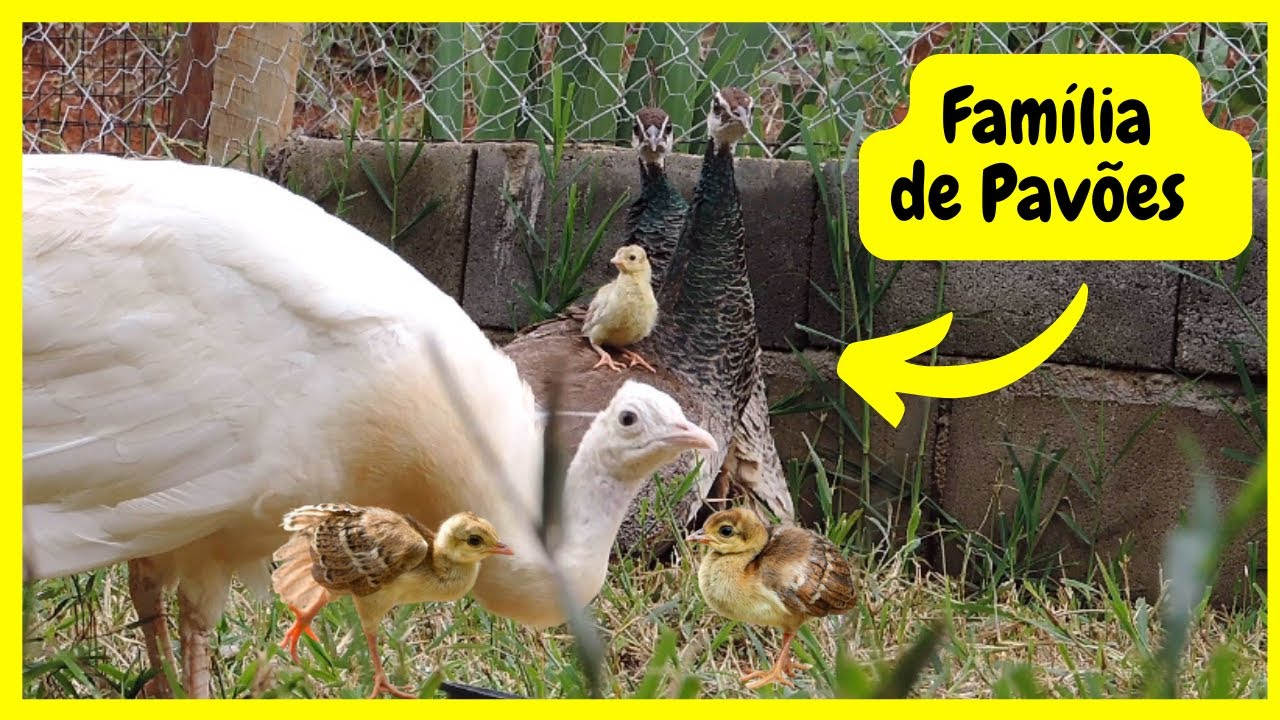 Pavoa Criando os seus Filhotes - Nasceu Pavoezinhos e Vamos Deixar as Fêmeas Criar | Gutejando