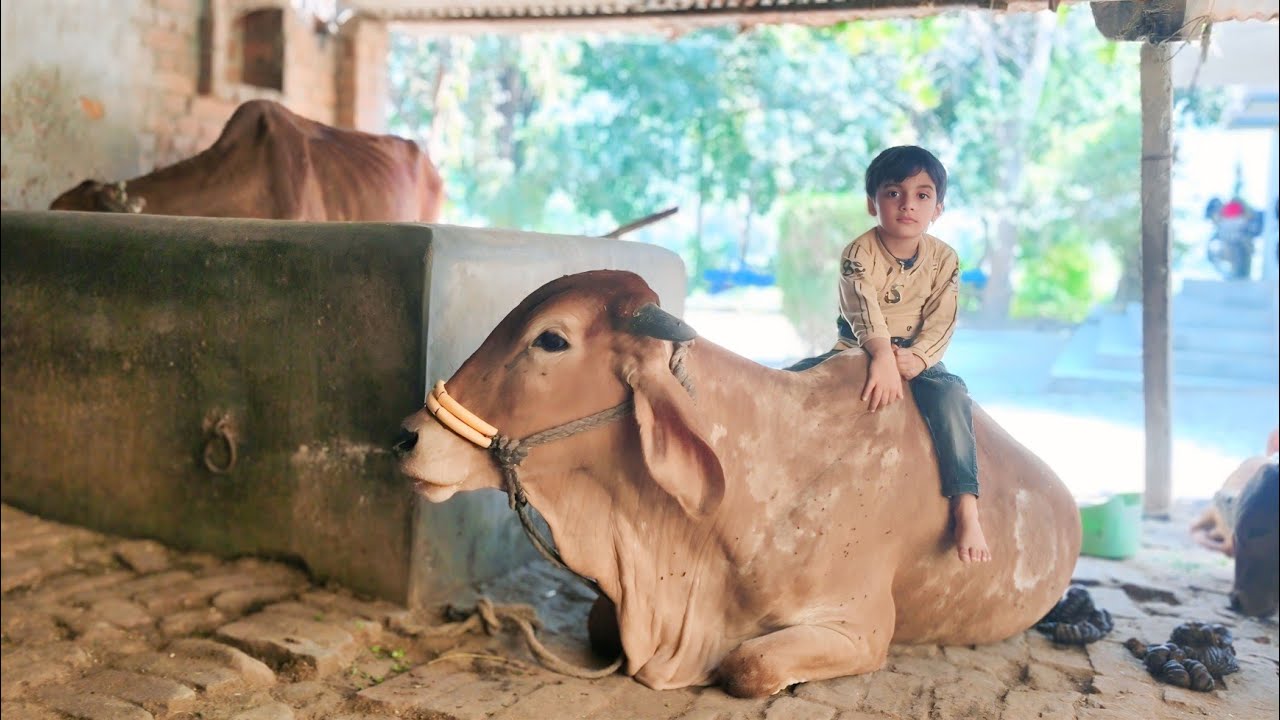 Ganga Ko Hi Ghoda Samjh Liya Babu Ne