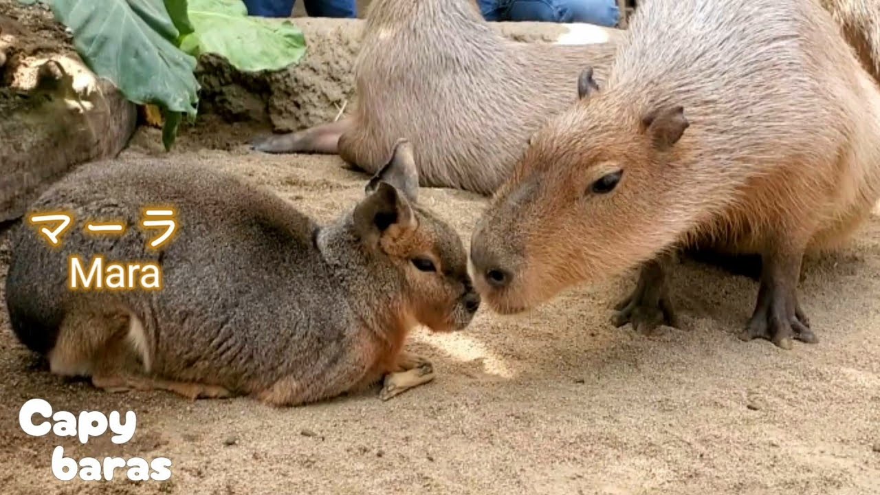 マーラが可愛くて顔を近づけるカピバラさん★Capybaras Love Mara/神戸どうぶつ王国