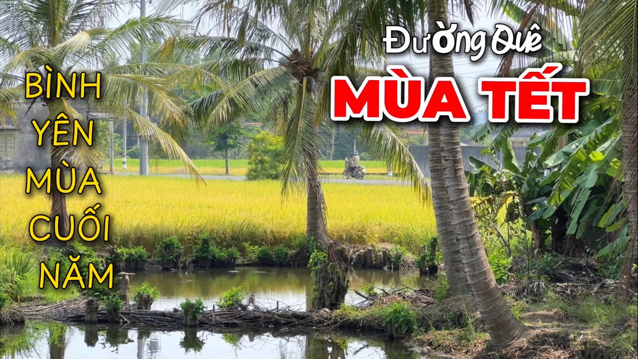 Đường Quê Mùa Lúa Cuối Năm | Nét Xưa Xóm Làng Yên Bình Còn Đây.